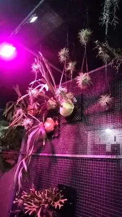 plants