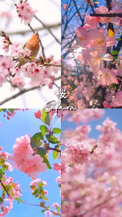 sakura