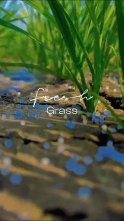 Fresh grass