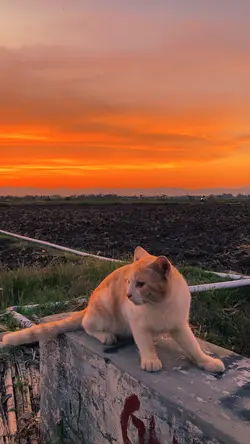filter senja