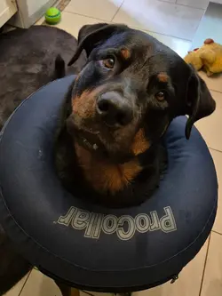 dog, hund, rotti