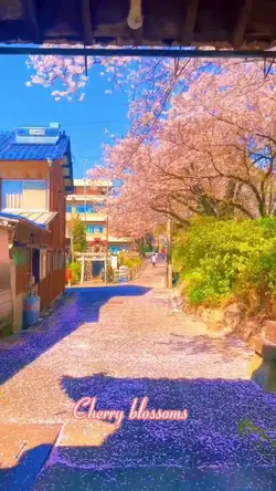 Cherry blossom