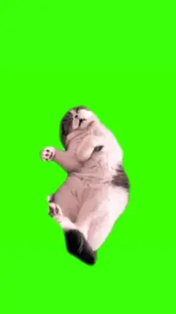 kucing mendengkur