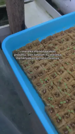 selada hidroponik