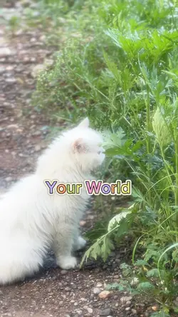 Pets AI