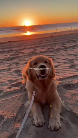 aesthetic moments