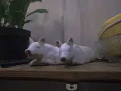 Happy piggy