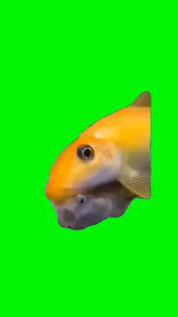 Kissing fish 
