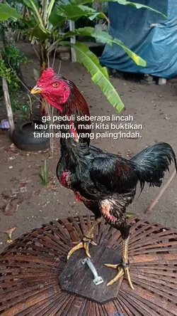 story ayam 