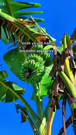 WIHH ANJAYYY