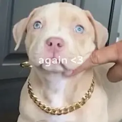 pit bulls <3