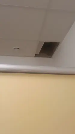 Flex