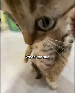 Catsss