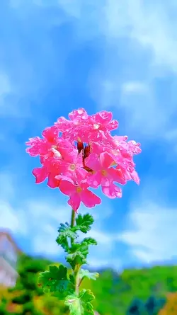 beautiful flowers 