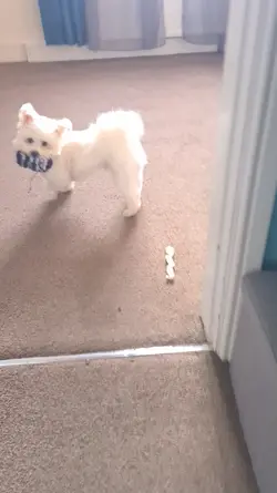 my favourite toy