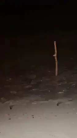 slowmo Sidrap 