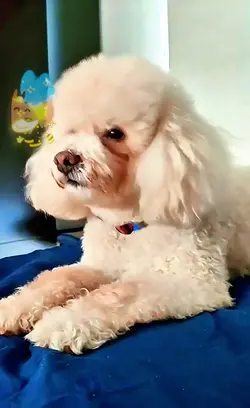 peluche mágico 