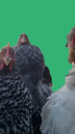 chicken dance 