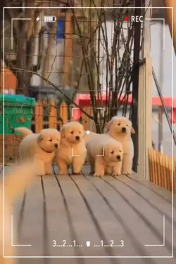 Puppy Love 