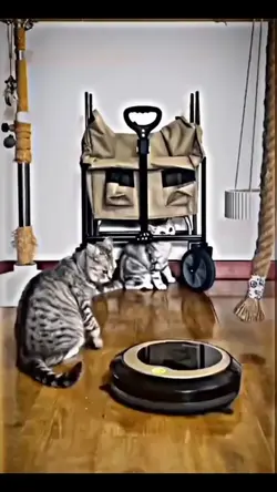 kucing core