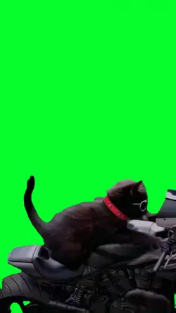 cat moto riders