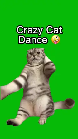 Crazy Cat Dance