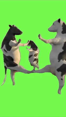 Cows dancing