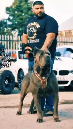 new template dog