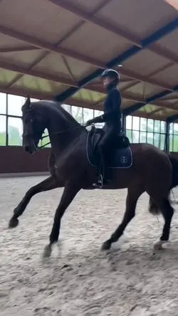 Horse slomo