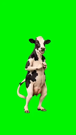 Nasir Cow
