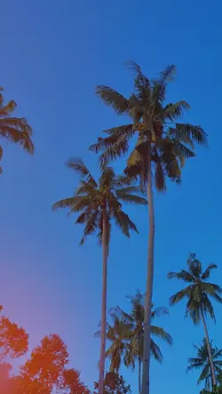 aesthetic