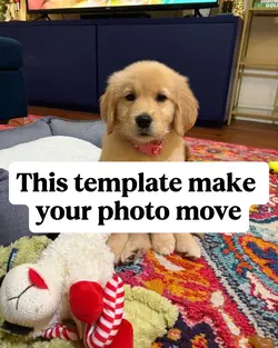 Dog Dance