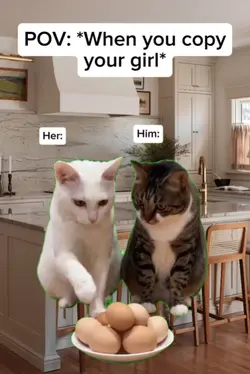 Cat Eating egg