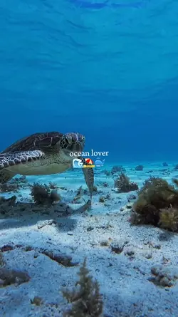 ocean lover
