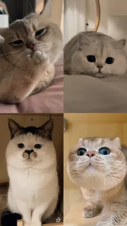Cute cat