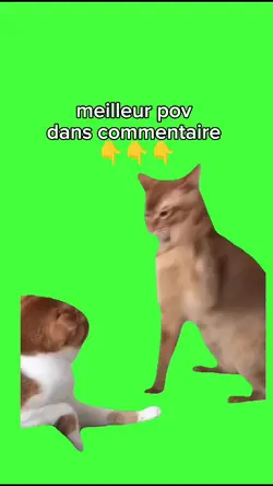 meme chat 
