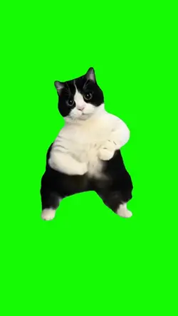 Cat Dance Meme