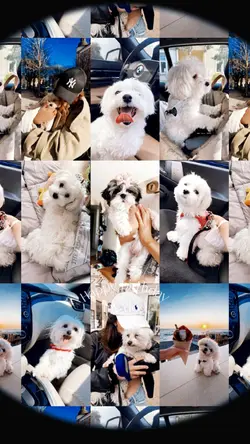 birthday my dog 
