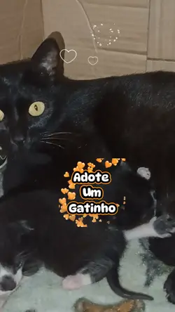modelo adote pet