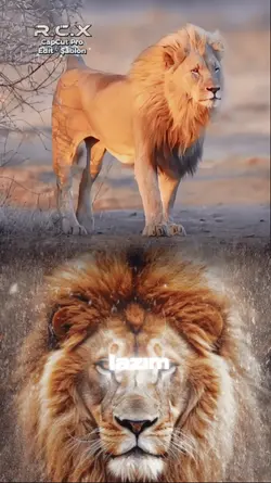 Aslan lion geçiş 