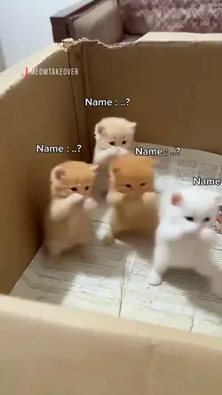 Picau Mania Trend.?