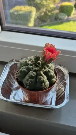 YESSSS