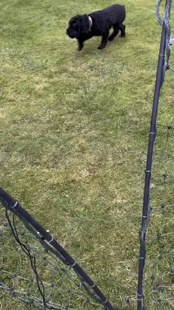 Baby jump 