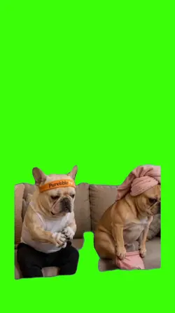 Dog/Cachorro.