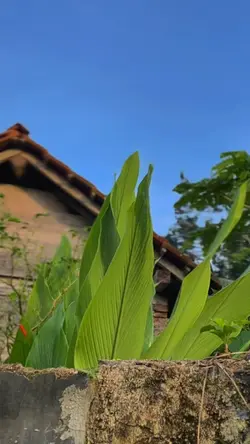 Idul Fitri