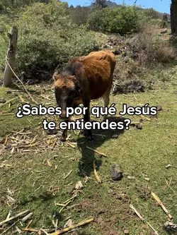 Jesús te entiende 
