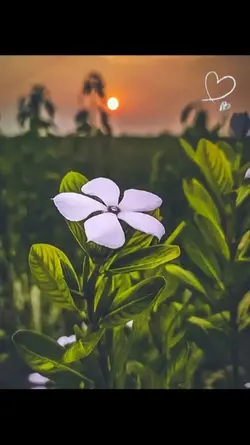 Bangla song 