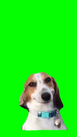 Smiling meme dog