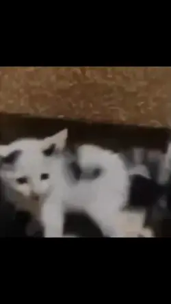 haaaaa