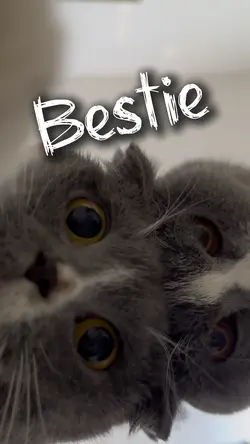 Bestie Bestie Yeah